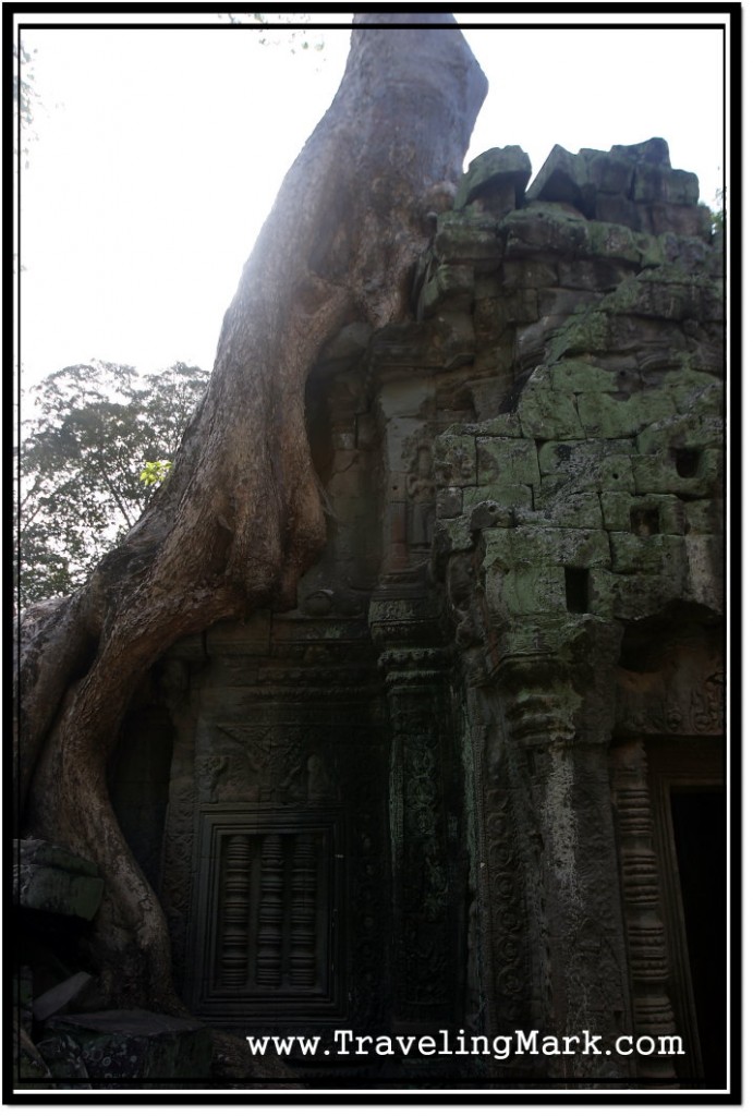 Photo: Ta Prohm Temple Taken Over by a Monstrous Tree