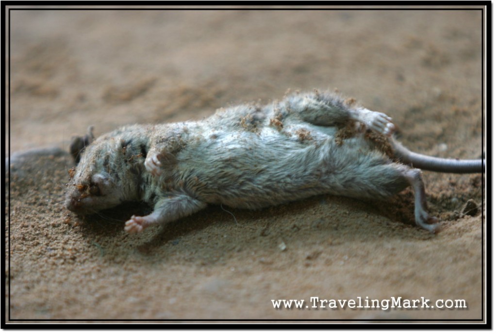 Photo: Not Entirely Sure How a Dead Cambodian Rat Relates to the Expat Syndrome