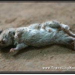 Photo: Not Entirely Sure How a Dead Cambodian Rat Relates to the Expat Syndrome