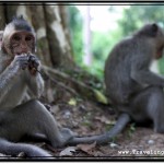 Photo: Angkor Thom Monkeys Feeding on Food from Humans