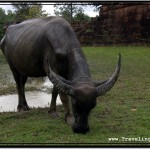 Photo: Asian Water Buffalo at Angkor Archaeological Park