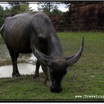Asian Water Buffalo