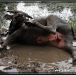 Photo: Asian Water Buffalo Calf Enjoying a Muddy Bath