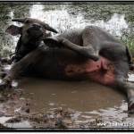 Asian Water Buffalo