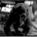 Photo: Monkey at Angkor Thom Creeping In to Check Out What He Could Steal