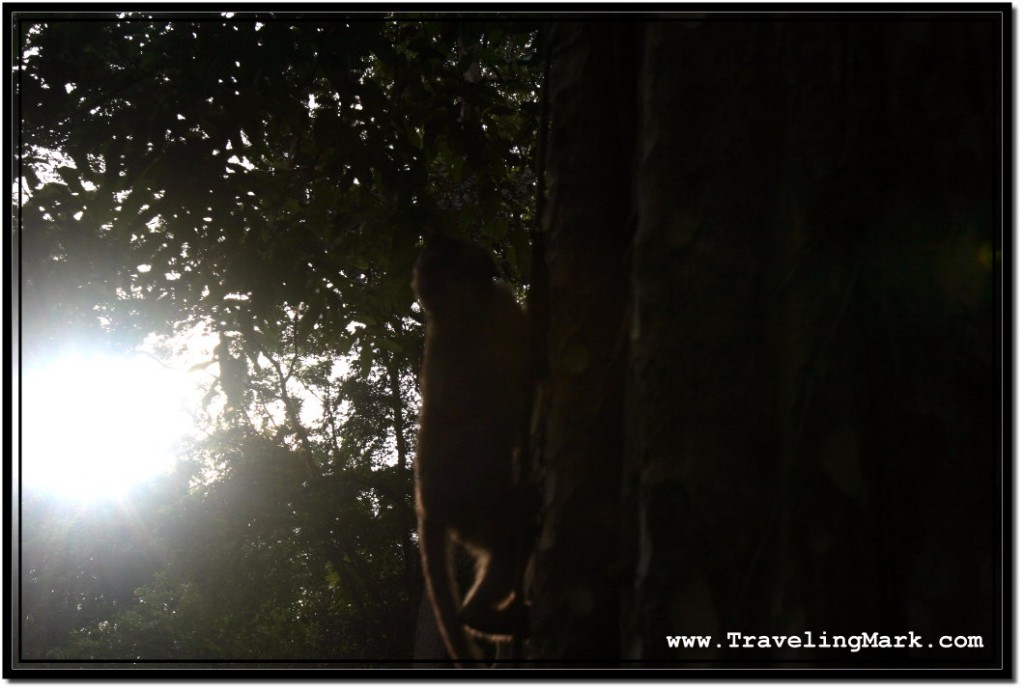 Photo: Angkor Monkey Hides in the Tree to Escape Scorching Cambodian Sun