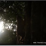 Photo: Angkor Monkey Hides in the Tree to Escape Scorching Cambodian Sun