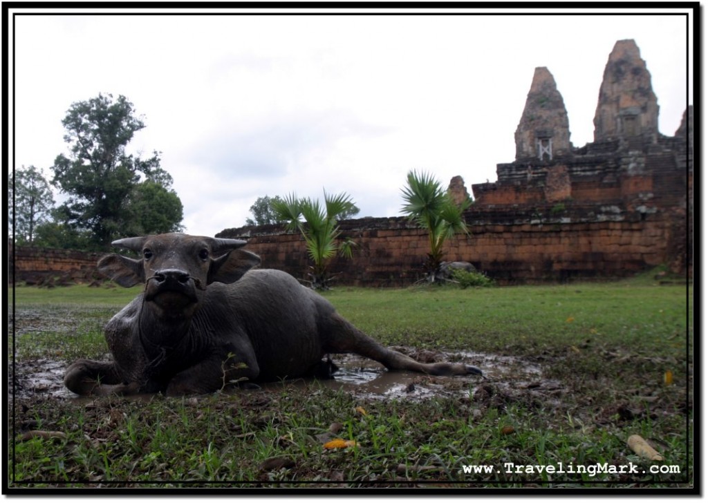 Photo: Water Buffalo Calf at pre Rup Temple, Angkor, Cambodia