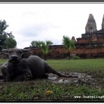 Photo: Water Buffalo Calf at pre Rup Temple, Angkor, Cambodia