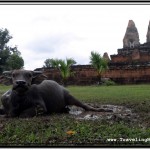Asian Water Buffalo