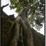 Photo: Roots of a Giant Tree Grow Down the Ancient Angkorian Wall of Preah Khan