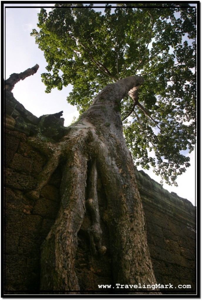 Photo: Roots of a Giant Tree Grow Down the Ancient Angkorian Wall of Preah Khan