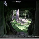 Photo: View from Below Crumbling Section on Top of Which a Huge Tree Grows - Do Not Try This Yourself!