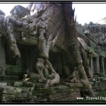 Photo: Huge Silk Tree Growing Over the Enclosing Wall of Preah Khan, Angkor