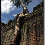 Photo: Trees Grow Over Blind Windows with Decorated Lathe-Turned Balusters at Preah Khan