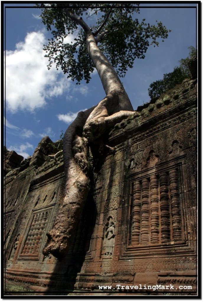 Photo: Trees Grow Over Blind Windows with Decorated Lathe-Turned Balusters at Preah Khan