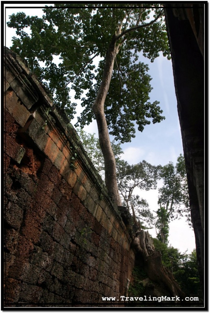 Photo: Sight So Typical of Angkor, Cambodia - Trees and Ancient Walls Intertwined