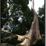 Photo: Typical Angkor Scene - Huge Tree Intertwined with Ancient Rock