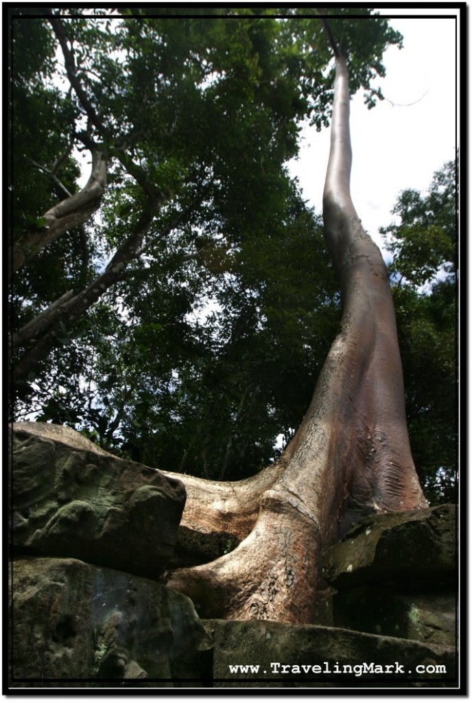 Photo: Typical Angkor Scene - Huge Tree Intertwined with Ancient Rock