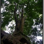 Photo: One of Huge Trees Growing on Top of Krol Romeas at Angkor, Cambodia