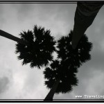 Photo: Trio of Palm Trees at Angkor Wat Photographed Against the Night Sky