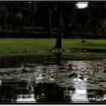 Photo: Cambodian Woman Stealing Lotus Petals from the Pool Before Angkor Wat