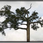 Photo: Cool Looking Tree is The First Thing You See as You Arrive at Banteay Srei