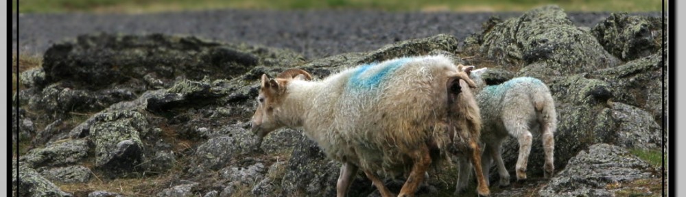 Photo: Sheep in Iceland