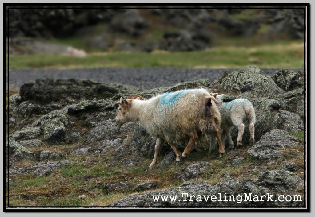 Photo: Sheep in Iceland