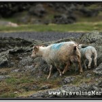 Photo: Sheep in Iceland