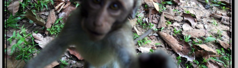 Photo: I Was Lucky, I Was Only Raped By This Out Of Focus Monkey