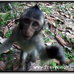 Photo: I Was Lucky, I Was Only Raped By This Out Of Focus Monkey