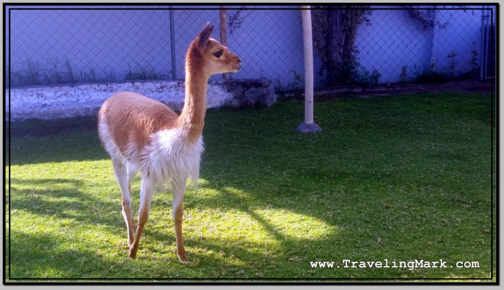 Photo: Graceful Vicuna Occupies Her Enclosure Alone