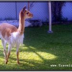 Photo: Graceful Vicuna Occupies Her Enclosure Alone