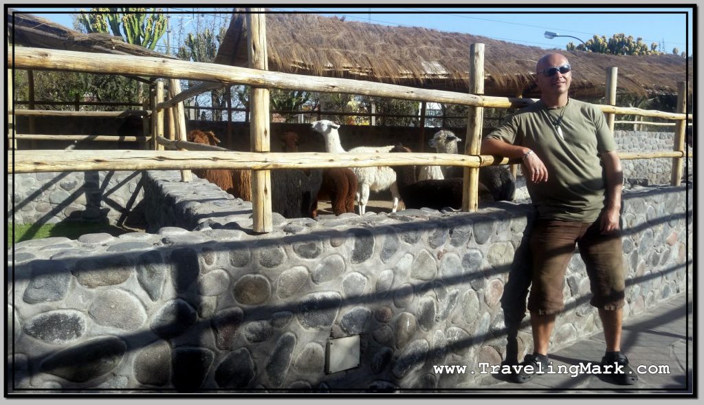 Photo: Standing by Enclosure with Herd of Llamas