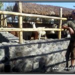 Photo: Standing by Enclosure with Herd of Llamas