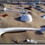 Photo: Large Sandy Area Used as Graveyard Is Littered with Bones and Skull Fragments