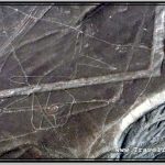 Photo: Nazca Lines Image of Whale (Ballena)