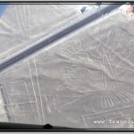 Photo: Nazca Lines Aerial Image of Tree (Arbol)