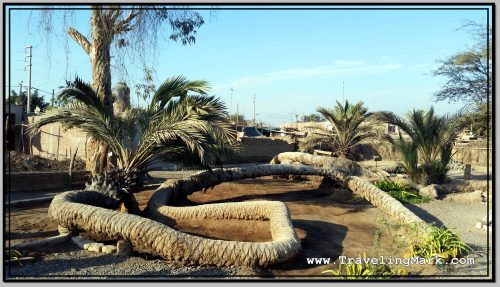 Photo: Palmera de las Siete Cabezas in Cachiche, Ica, Peru Photo: Palmera de las Siete Cabezas in Cachiche, Ica, Peru