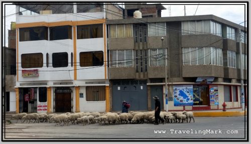 Photo: Sheep Herder Takes Up Morning Road in Puno, Peru