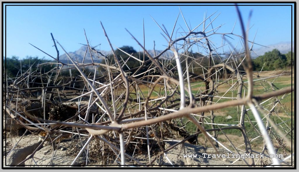 Photo: Spiny Desert Vegetation I Found in Palpa and Nazca