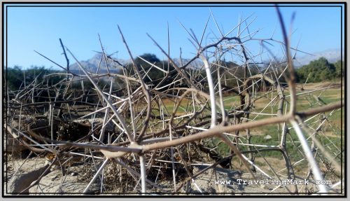 Photo: Spiny Desert Vegetation I Found in Palpa and Nazca Photo: Spiny Desert Vegetation I Found in Palpa and Nazca