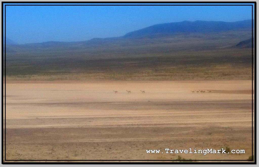 Photo: Wild Roaming Vicunas in Reserva Nacional Salinas y Aguada Blanca