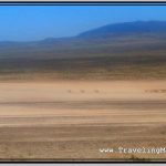 Photo: Wild Roaming Vicunas in Reserva Nacional Salinas y Aguada Blanca