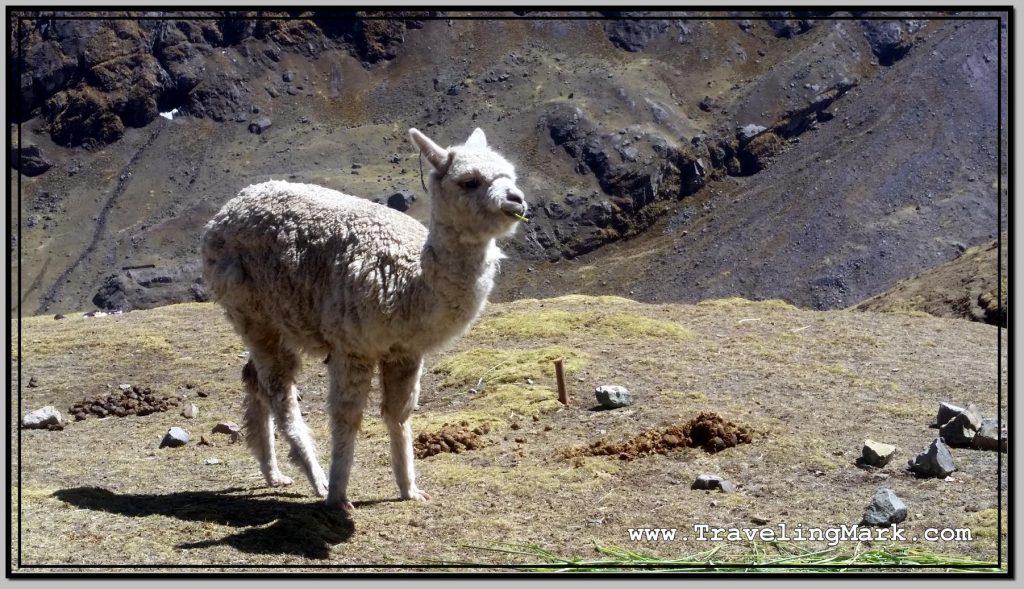 Photo: Alpaca Calmly Grazes on Grass Along the Trail to Rainbow Mountain