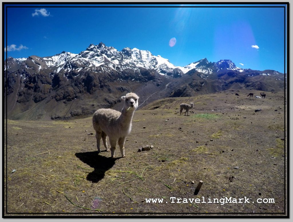 Photo: Alpacas Can Be Frequently Encountered on the Trail to the Rainbow Mountain