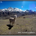 Photo: Alpacas Can Be Frequently Encountered on the Trail to the Rainbow Mountain