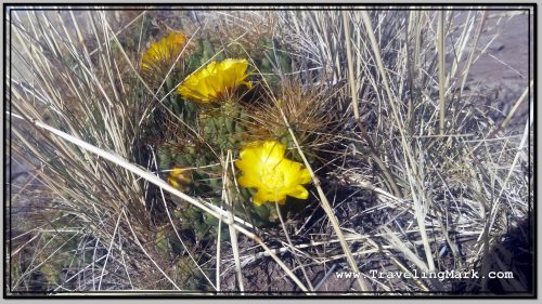 Photo: Flowers Like This Surrounded with Thorny Spokes Can Be Found on Sillustani Hill