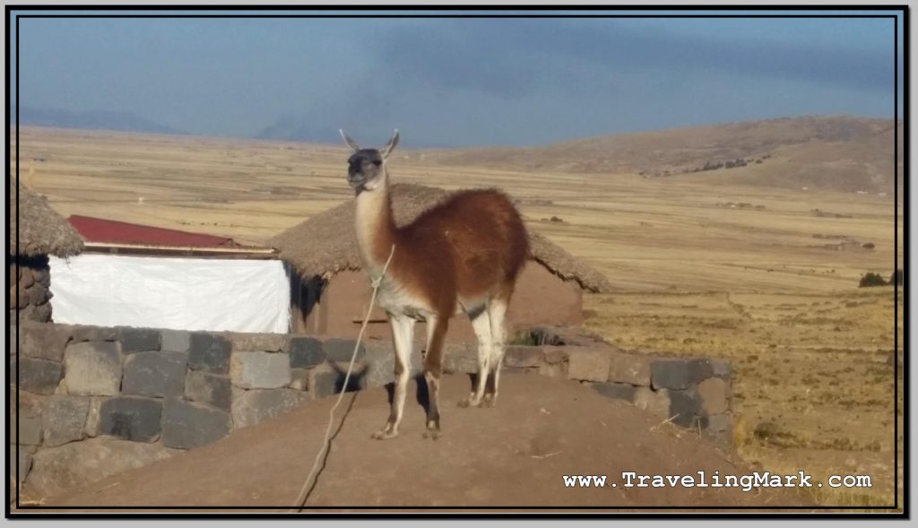 Photo: Lama Used as a Lure in Front of House on Way to Silluani to Attract Tourist and Charge Them for Photos